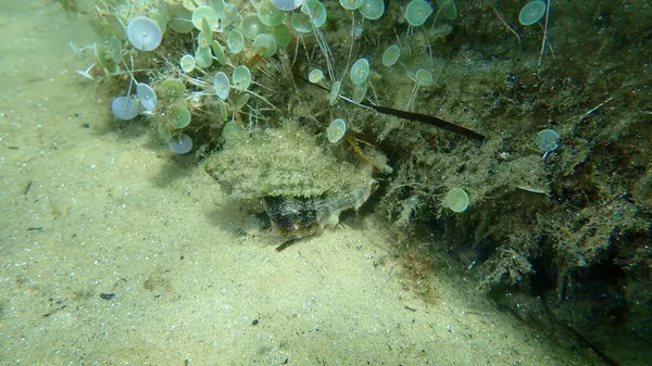 Sea Snail Trunculus Murex Banded Murex Trunk Murex Banded Dye — Stock Photo, Image