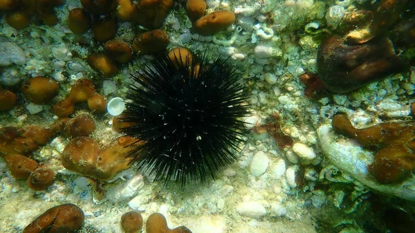 Ouriço Mar Negro Arbacia Lixula Submarino Mar Egeu Grécia Halkidiki — Fotografia de Stock