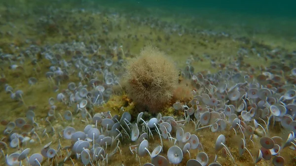 Θαλάσσια Φύκια Λεπτόκοκκα Κοράλλια Jania Rubens Υποθαλάσσια Αιγαίο Ελλάδα Χαλκιδική — Φωτογραφία Αρχείου