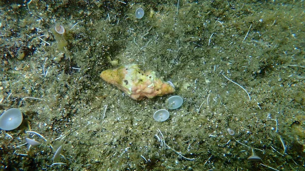 Tengeri Csiga Kagyló Tarentine Orsócsiga Tarantinaea Lignaria Tengerfenéken Égei Tenger — Stock Fotó