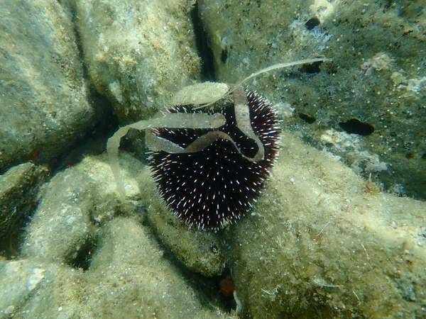 Violet Sea Urchin Sphaerechinus Granularis Undersea Aegean Sea Greece Halkidiki — 스톡 사진