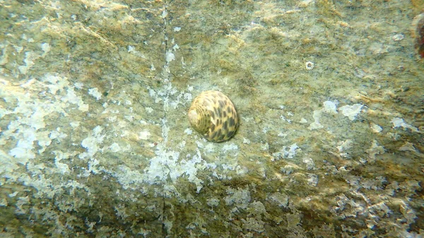 Turbinato Molusco Gastrópode Marinho Monodonte Phorcus Turbinatus Submarino Mar Egeu — Fotografia de Stock