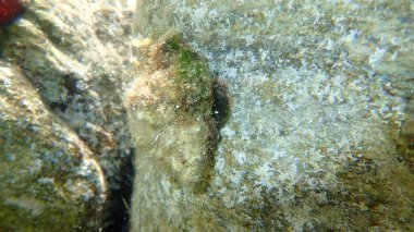 Deniz salyangozu trunculus murex veya bant murex, bagaj murex, bantlı boya-murex (Hexaplex trunculus) deniz altı, Ege Denizi, Yunanistan, Halkidiki