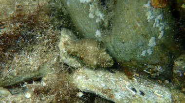 Deniz salyangozu trunculus murex veya bant murex, bagaj murex, bantlı boya-murex (Hexaplex trunculus) deniz altı, Ege Denizi, Yunanistan, Halkidiki