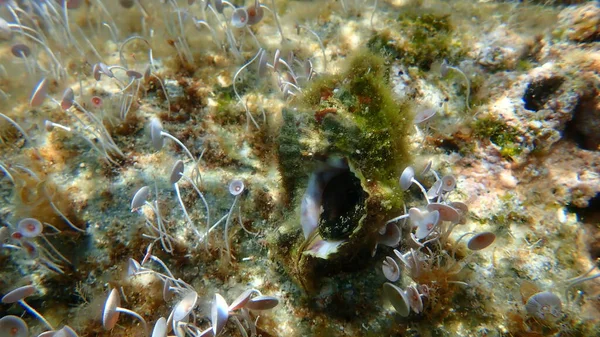 Sea snail trunculus murex or banded murex, trunk murex, banded dye-murex (Hexaplex trunculus) undersea, Aegean Sea, Greece, Halkidiki