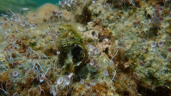 Θαλάσσια Σαλιγκάρια Trunculus Murex Banded Murex Κορμός Murex Banded Dye — Φωτογραφία Αρχείου