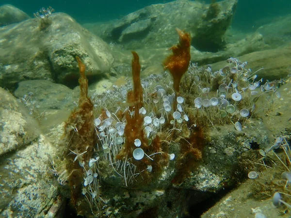 Bryła Cyjanobakterii Wcześniej Zwana Algami Niebiesko Zielonymi Cyjanophyta Podmorskim Acetabulum — Zdjęcie stockowe