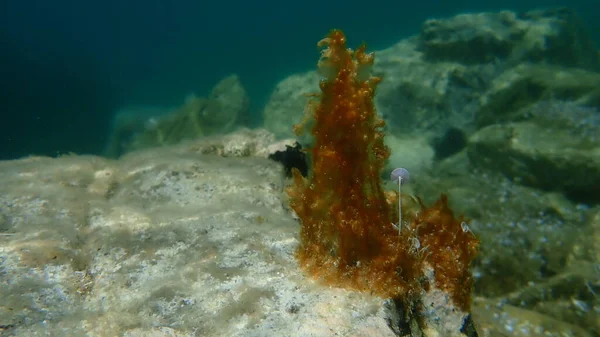 Bulto Cianobacterias Anteriormente Llamado Algas Verde Azules Cyanophyta Algas Verdes — Foto de Stock