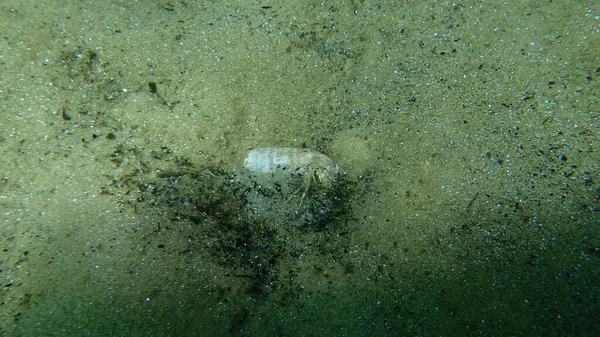 Hermit Crab Anapagurus Pusillus Undersea Aegean Sea Greece Halkidiki — Stock Photo, Image