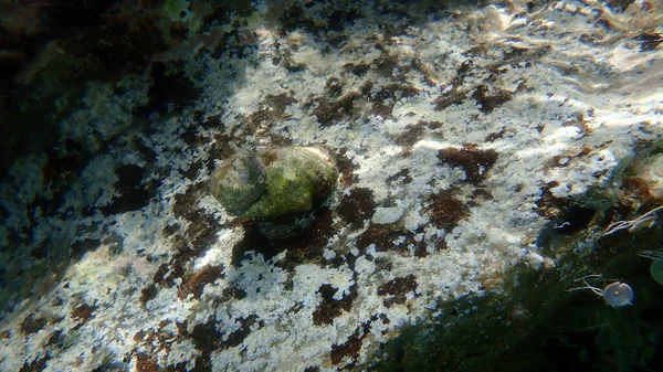 希腊爱琴海海底的南方牡蛎钻头或红嘴岩螺 Stramonita Blood Astoma — 图库照片