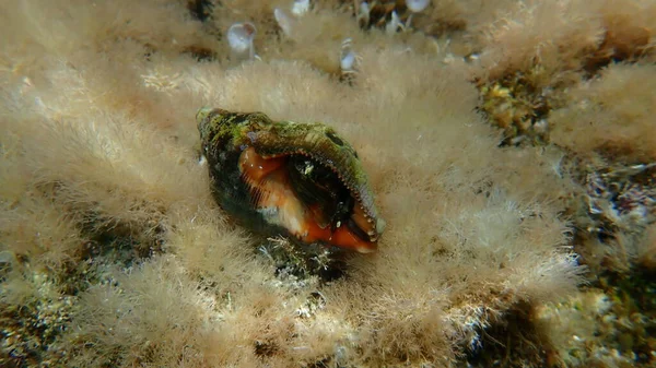 希腊爱琴海海底的南方牡蛎钻头或红嘴岩螺 Stramonita Blood Astoma — 图库照片