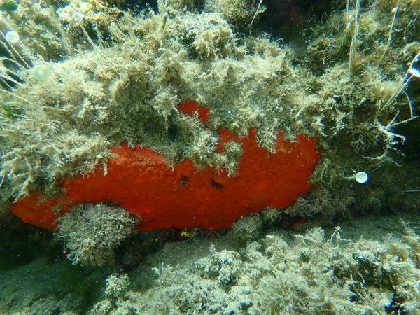 Esponja Incrustante Vermelha Esponja Incrustante Vermelho Alaranjada Crambe Crambe Submarina — Fotografia de Stock