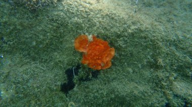 Bryozoa veya yosun hayvanı Şizomavella (Schizomavella) lineer deniz altı, Ege Denizi, Yunanistan, Halkidiki 