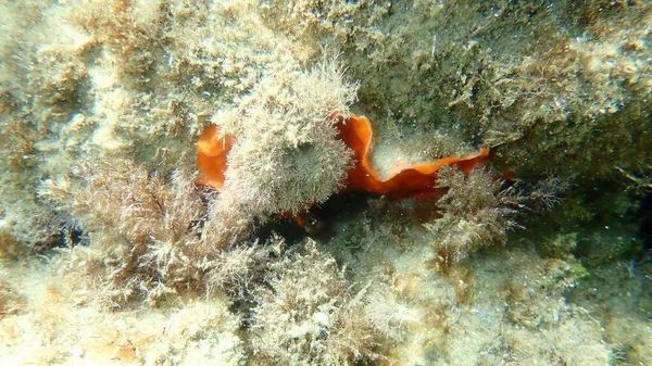 Bryozoa Muschio Animale Schizomavella Schizomavella Linearis Submarine Mar Egeo Grecia — Foto Stock