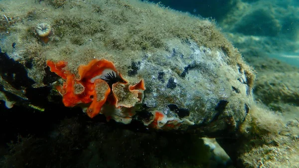 Bryozoa Oder Moostier Schizomavella Schizomavella Linearis Undersea Ägäis Griechenland Chalkidiki — Stockfoto