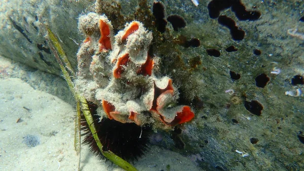 BryozoaまたはMoss動物Schizomavella Schizomavella 線形性海底 エーゲ海 ギリシャ Halkidiki — ストック写真