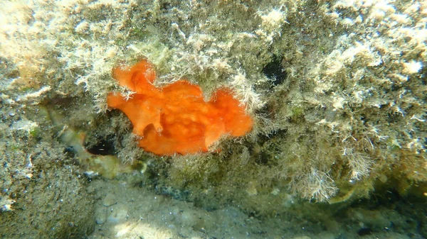 Bryozoa veya yosun hayvanı Şizomavella (Schizomavella) lineer deniz altı, Ege Denizi, Yunanistan, Halkidiki 