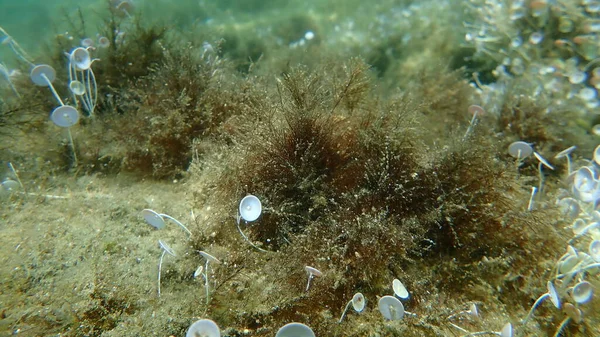 Erba Verde Ramificata Comune Cladophora Rupestris Sottomarina Mar Egeo Grecia — Foto Stock