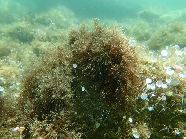 Erva Daninha Verde Comum Ramificada Cladophora Rupestris Submarina Mar Egeu — Fotografia de Stock
