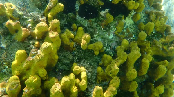 Yellow Tube Sponge Aureate Sponge Aplysina Aerophoba Undersea Aegean Sea — Stock Photo, Image