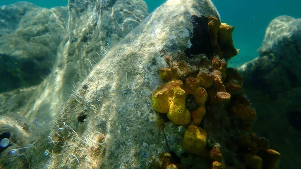 Esponja Amarela Tubo Esponja Aureate Aplysina Aerophoba Submarino Mar Egeu — Fotografia de Stock