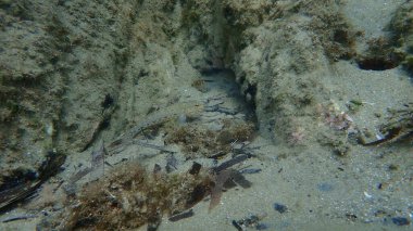 Bucchich 'in goby (Gobius bucchichi) sualtı, Ege Denizi, Yunanistan, Halkidiki