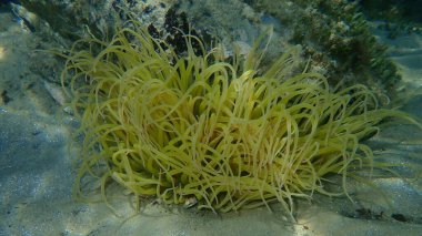 Snakelocks anemonu (Anemonia viridis) deniz altı, Ege Denizi, Yunanistan, Halkidiki