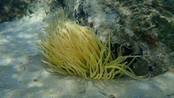 Snakelocks anemonu (Anemonia viridis) deniz altı, Ege Denizi, Yunanistan, Halkidiki