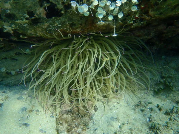 Schlangenanemone Oder Opelanemone Anemonia Viridis Unterwasser Ägäis Griechenland Chalkidiki — Stockfoto