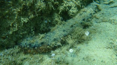 Pamuk fırıldak ya da boru şeklinde deniz hıyarı (Holothuria tubulosa) deniz altı, Ege Denizi, Yunanistan, Halkidiki