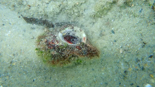 Sea Snail Trunculus Murex Banded Murex Trunk Murex Banded Dye — Stock Photo, Image