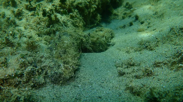 Cetriolo Marino Tubolare Filatore Cotone Holothuria Tubulosa Sottomarino Mar Egeo — Foto Stock