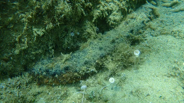 Pamuk Fırıldak Boru Şeklinde Deniz Hıyarı Holothuria Tubulosa Deniz Altı — Stok fotoğraf