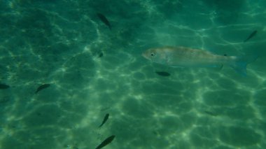 Avrupa levrek veya Avrupa deniz kabuğu, deniz levreği, levrek (Dicentrarchus labrax) deniz altı, Ege Denizi, Yunanistan, Halkidiki