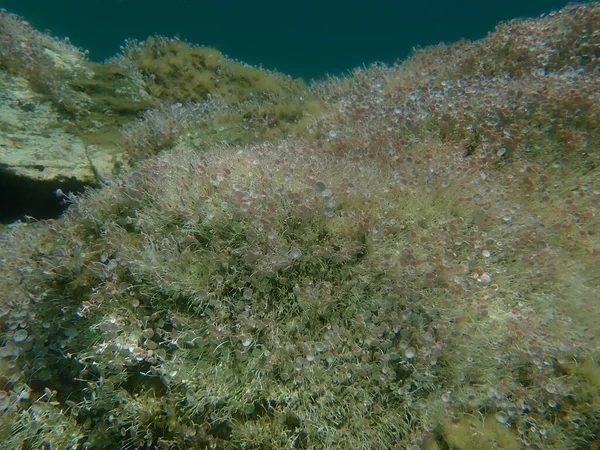 Πράσινο Φύκος Acetabularia Acetabulum Undersea Αιγαίο Ελλάδα Χαλκιδική — Φωτογραφία Αρχείου
