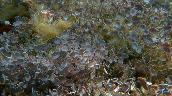 Algas Verdes Acetabularia Acetabulum Submarino Mar Egeo Grecia Halkidiki — Foto de Stock