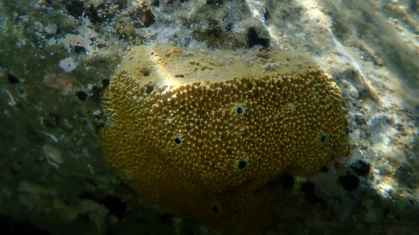 Éponge Caouanne Variable Ircinia Variabilis Sous Marine Mer Égée Grèce — Photo