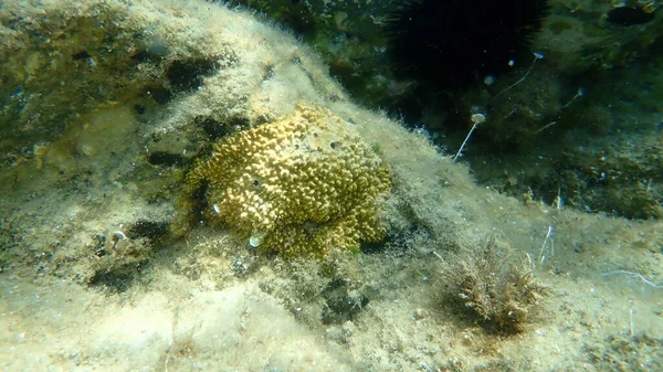 Karpfenschwamm Ircinia Variabilis Unter Wasser Ägäis Griechenland Chalkidiki — Stockfoto