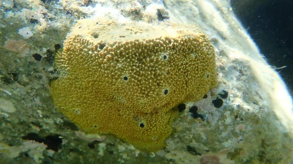 Karpfenschwamm Ircinia Variabilis Unter Wasser Ägäis Griechenland Chalkidiki — Stockfoto