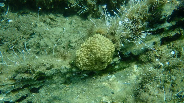 Karpfenschwamm Ircinia Variabilis Unter Wasser Ägäis Griechenland Chalkidiki — Stockfoto