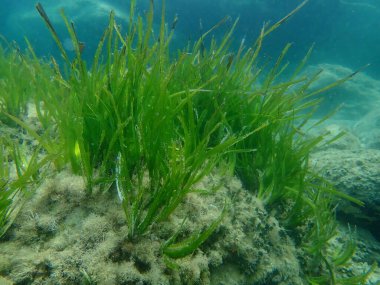 Deniz altı, Ege Denizi, Yunanistan, Halkidiki