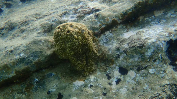 Esponja Apestosa Sarcotragus Fasciculatus Bajo Mar Mar Egeo Grecia Halkidiki —  Fotos de Stock