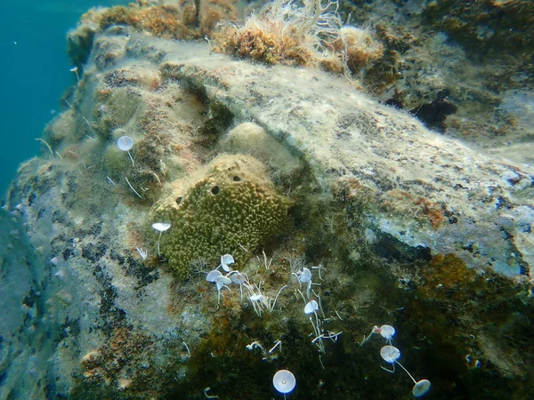 Esponja Fedorenta Sarcotragus Fasciculatus Submarina Mar Egeu Grécia Halkidiki — Fotografia de Stock