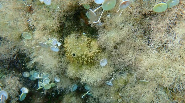 Spugna Puzzolente Sarcotragus Fasciculatus Sottomarina Mar Egeo Grecia Calcidica — Foto Stock