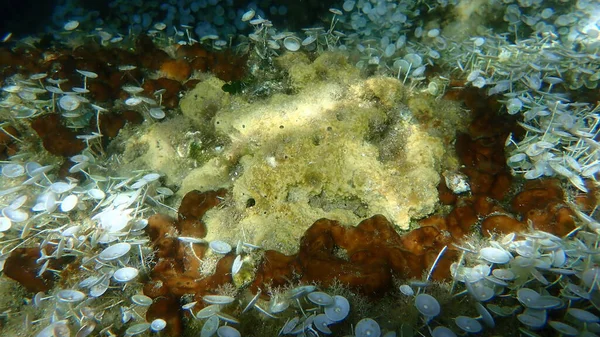 Éponge Puante Sarcotragus Fasciculatus Sous Marine Mer Égée Grèce Halkidiki — Photo