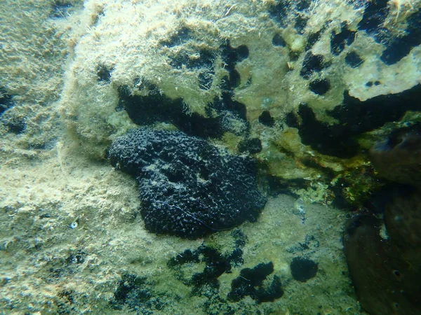 Czarna Gąbka Skórzana Sarcotragus Spinosulus Podmorska Morze Egejskie Grecja Halkidiki — Zdjęcie stockowe