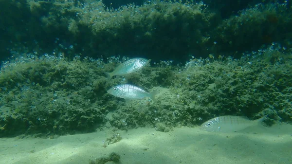 Dorade Rayée Stéenbras Sable Lithognathus Mormyrus Sous Marin Mer Égée — Photo