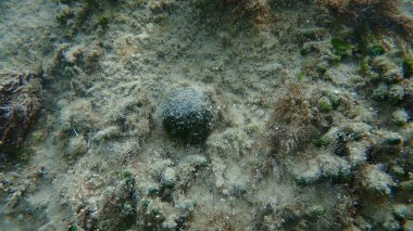 Yeşil deniz yosunları (Kodyum bursa) deniz altı, Ege Denizi, Yunanistan, Halkidiki