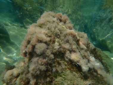 Deniz yosunları narin mercan otları (Jania rubens) deniz altı, Ege Denizi, Yunanistan, Halkidiki