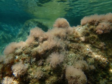 Deniz yosunları narin mercan otları (Jania rubens) deniz altı, Ege Denizi, Yunanistan, Halkidiki
